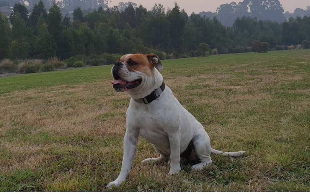 Hank the Tank survived a month away from home after disappearing into the Gippsland bush. (Supplied)