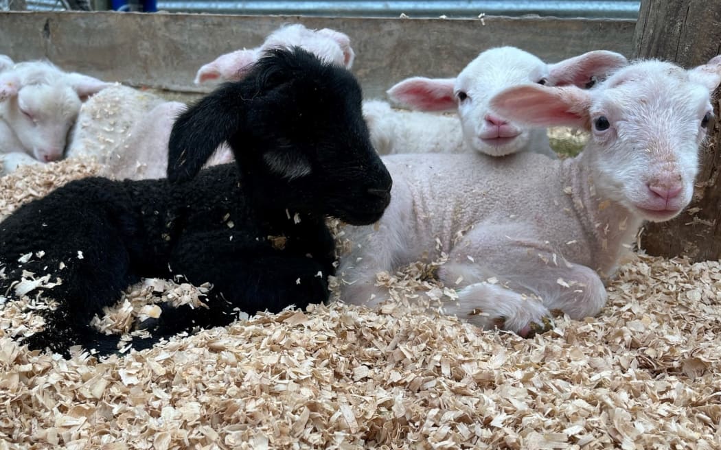 New born lambs