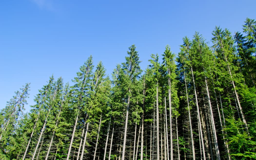 A pine forest.