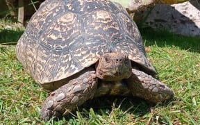 A male leopard tortoise, 17, stolen from Ti Point Reptile Park.