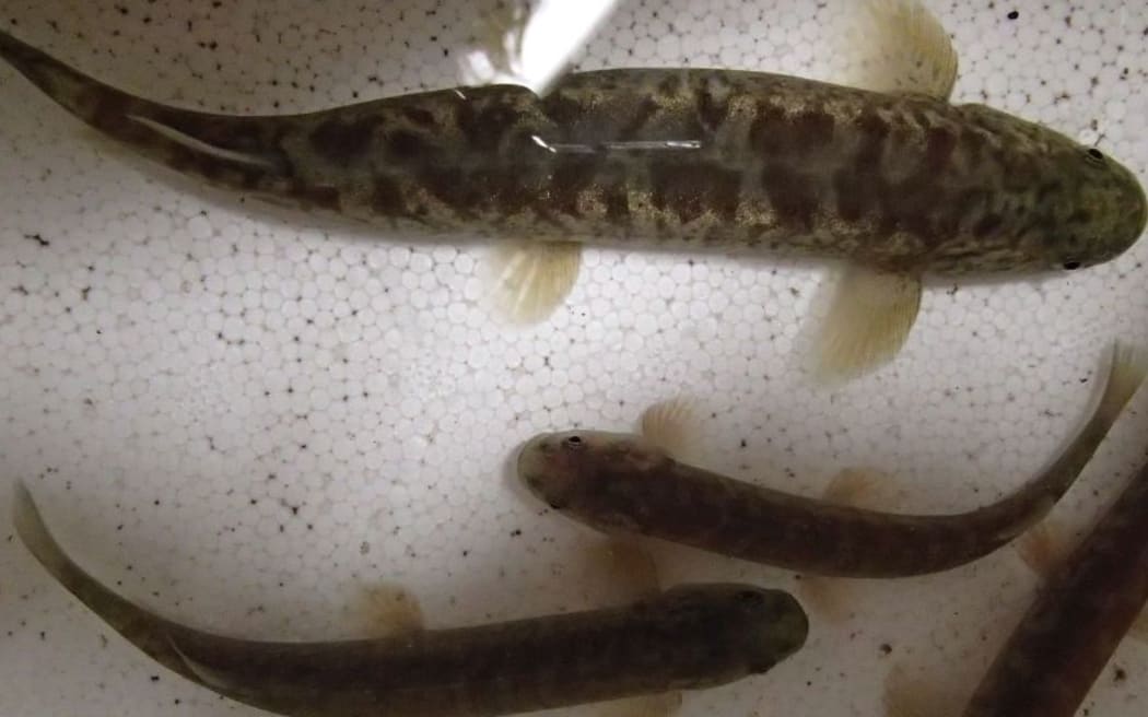 Native fish