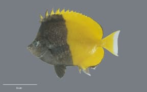 Smith’s butterflyfish (Chaetodon smithi - Randall, 1975, collected 15 May 1994, Ducie Island, Pitcairn Group, Pitcairn)