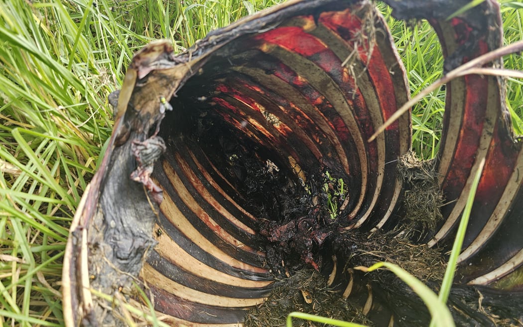 Feral: A deer carcass rots amid long grass beside Awatapu Lagoon on Thursday.