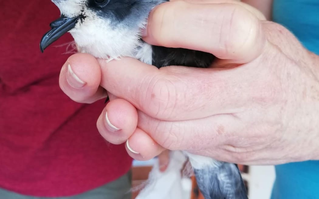 White Faced Storm Petrel