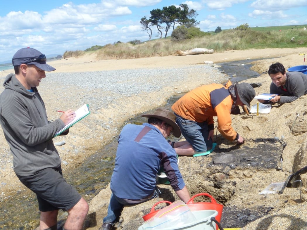 Excavating an early Maori midden on the beach at Awamoa, just south of Oamaru.