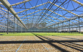 Cravo greenhouse