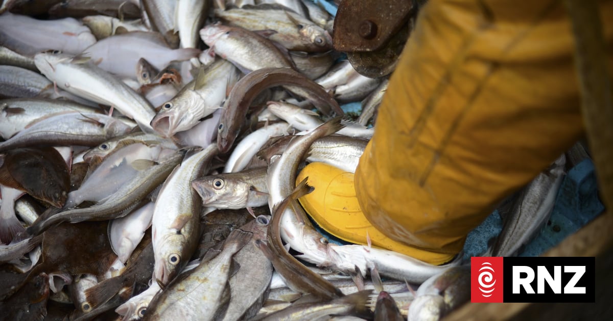 New rules could dramatically reduce fish discarded by commerical ...