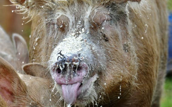 Pigs enjoying a feed
