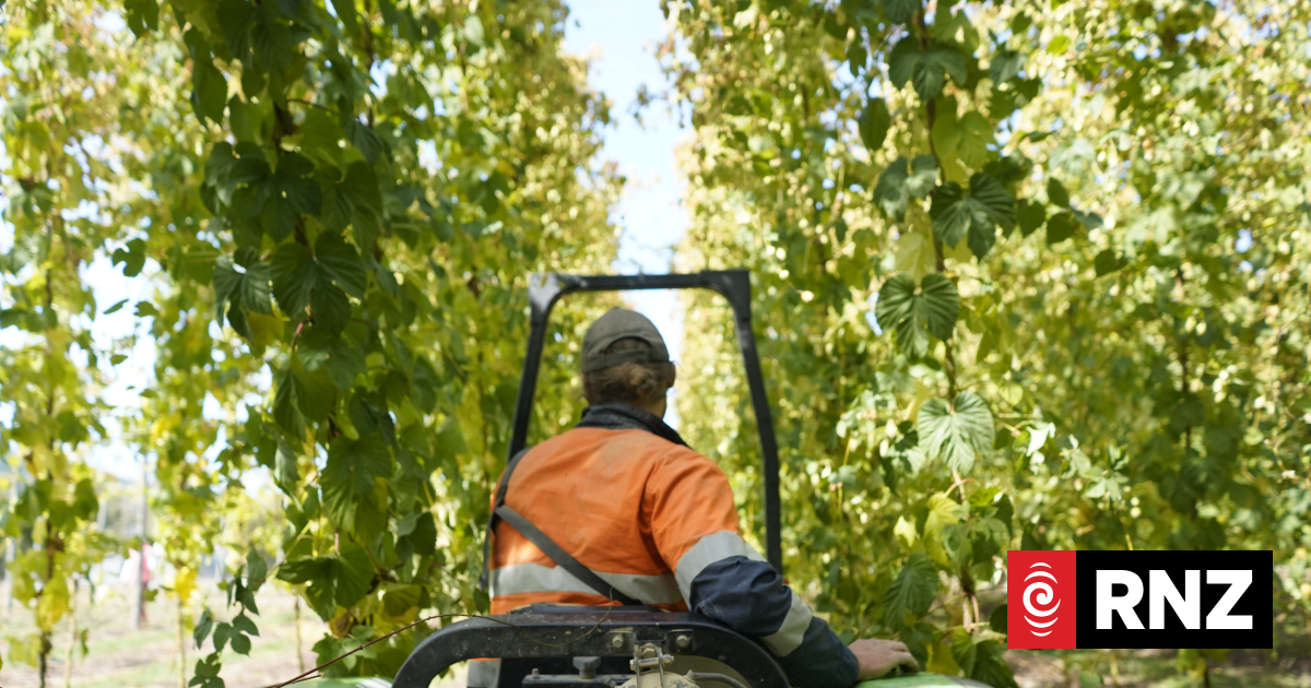 Hop farmers work to brew new markets; expand US, despite export hurdles