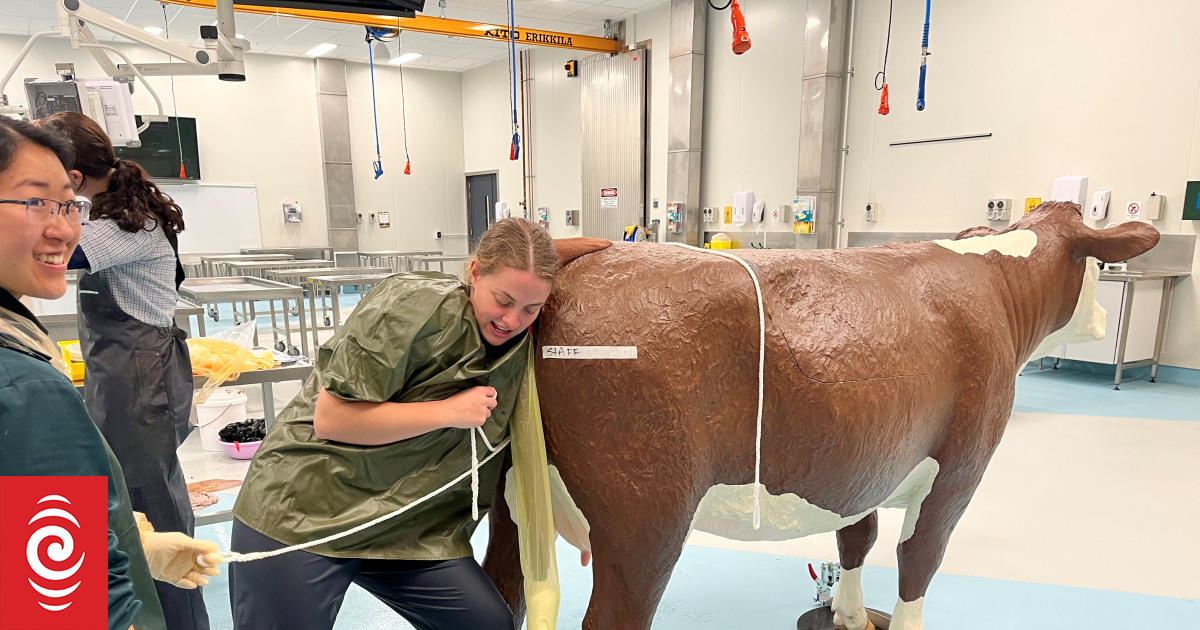 Innovative fake cows and sheep net award for vet teachers | RNZ News