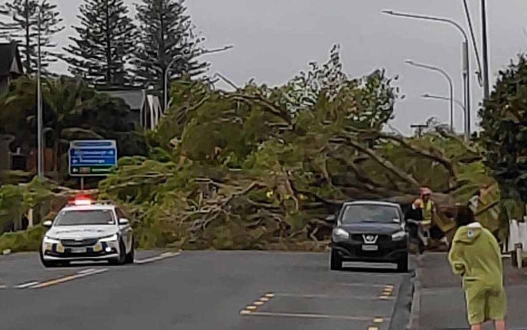 A tree closed Auckland's Manukau Road after falling across several lanes.