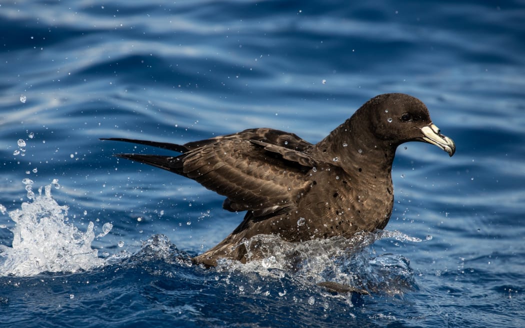 Many of the petrels banded as adults have returned to Great Barrier, but the vast majority of fledglings have never been found again.