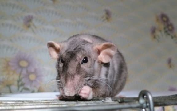 Rat