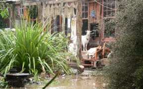 Goats seeking higher ground during the April 2006 flooding in Waitati.
