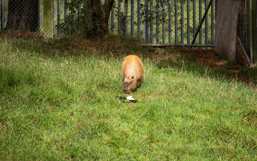 Fernando the Capybara