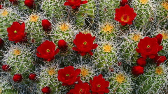 Flowering cactus