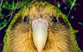 Sinbad the kakapo