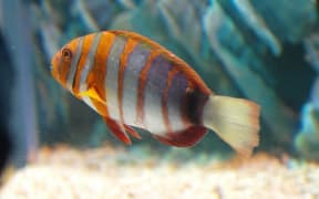 Harlequin tuskfish