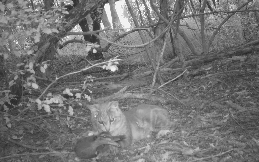 A research project has discovered a way to use sound as a harmless deterrent to keep cats away from nesting native birds.