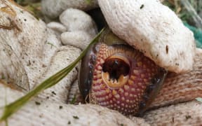 Lamprey have a large 'sucker' full of teeth they use to climb steep waterfalls during their upstream journey to spawn and to latch onto larger fish and whales during a parasitic phase as adults.