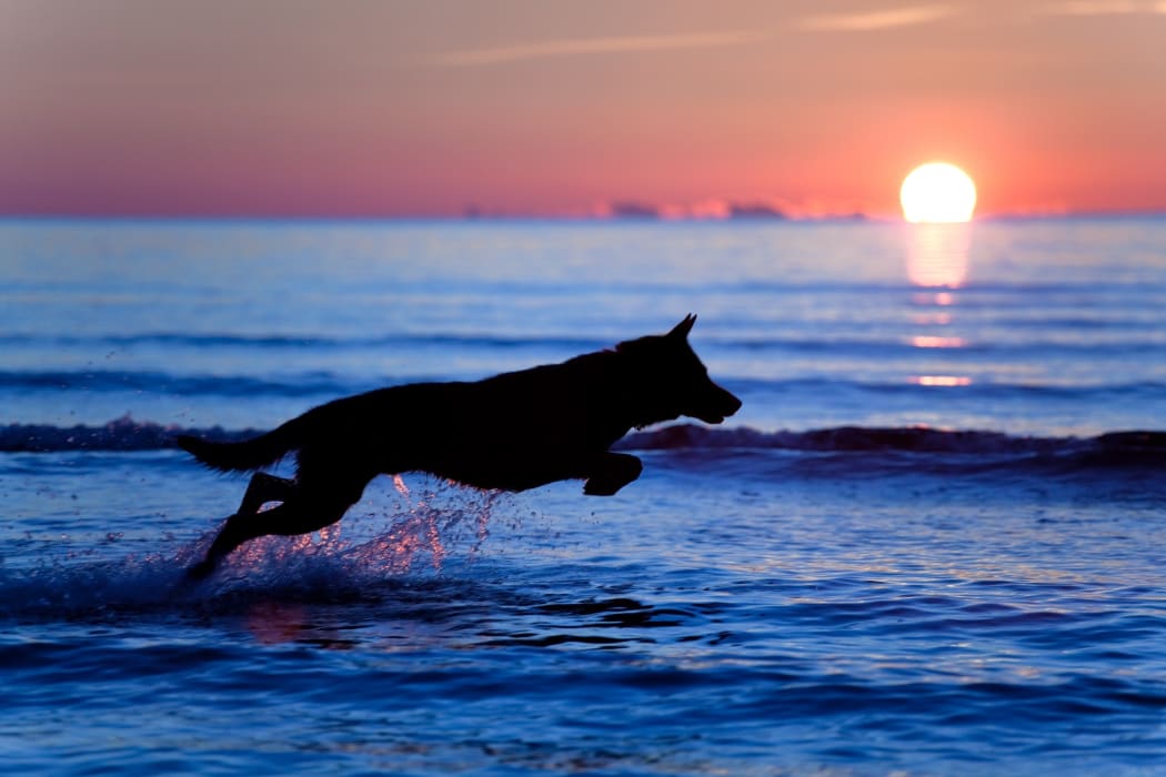 The proposed changes would extend the season ban length, but allow dogs before 10am and after 7pm.