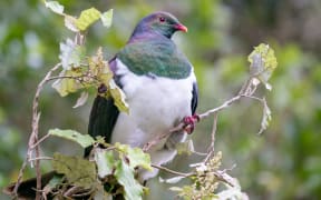 The New Zealand kererū