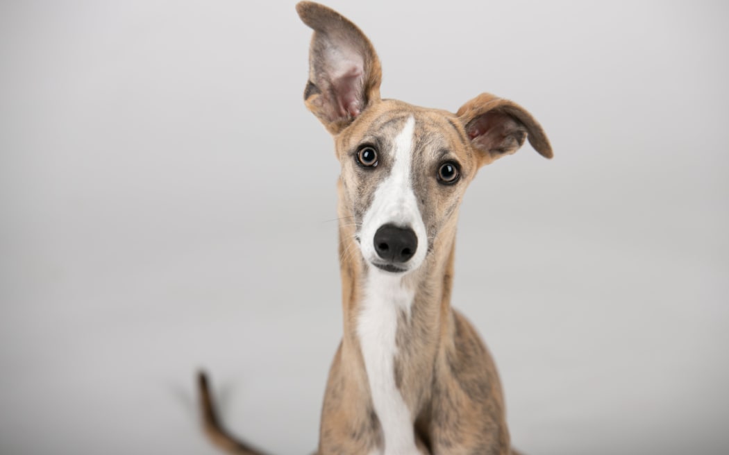 greyhound looking quizzical