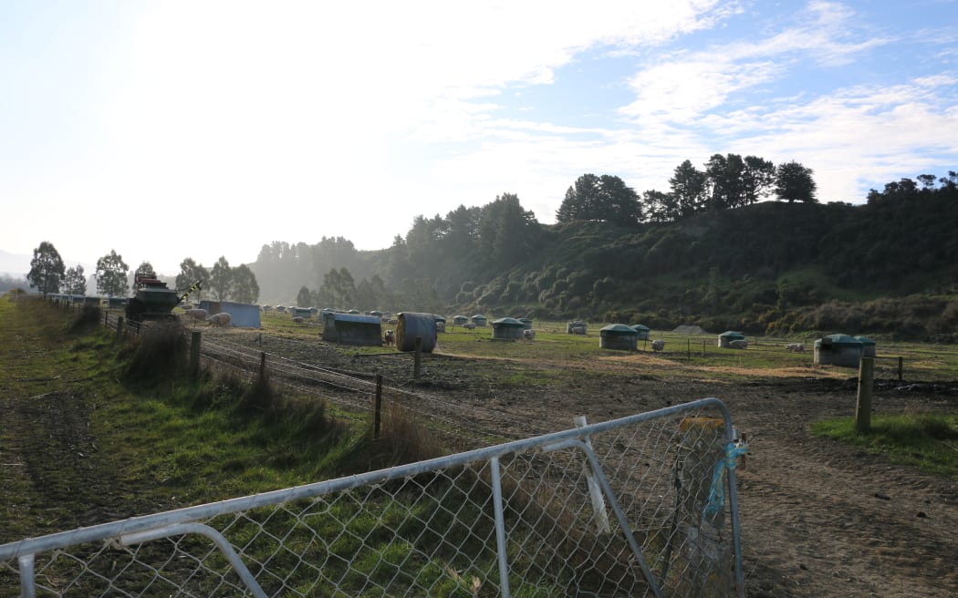 free range pig farm
