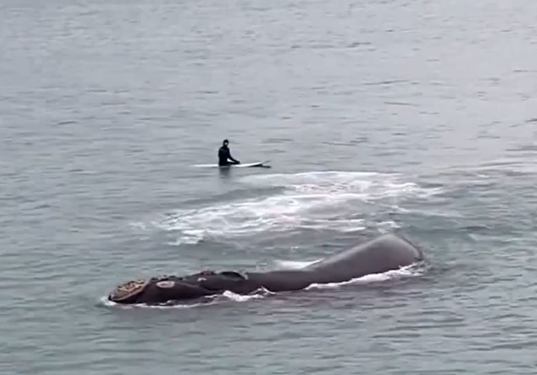 A whale and her calf have been filmed playing with surfers at Christchurch's New Brighton beach.