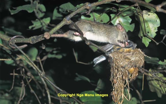 Ship rat eating a fantail on the nest