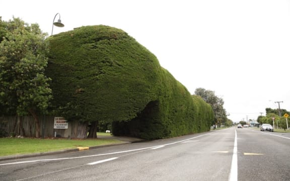 Vince Osborne's hedge