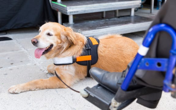 An assistance dog is trained to aid or assist an individual with a disability. Many are trained by an assistance dog organization, or by their handler, often with the help of a professional trainer.
