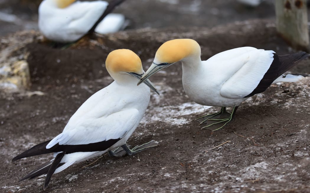 Wild gannets in courtship at Muriwai, western coast of New Zealand