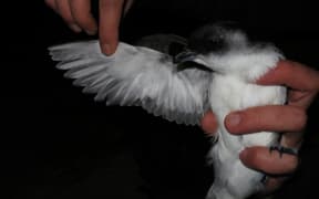 The South Georgia Diving Petrel