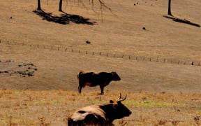 Cattle on dry land, Western Australia.