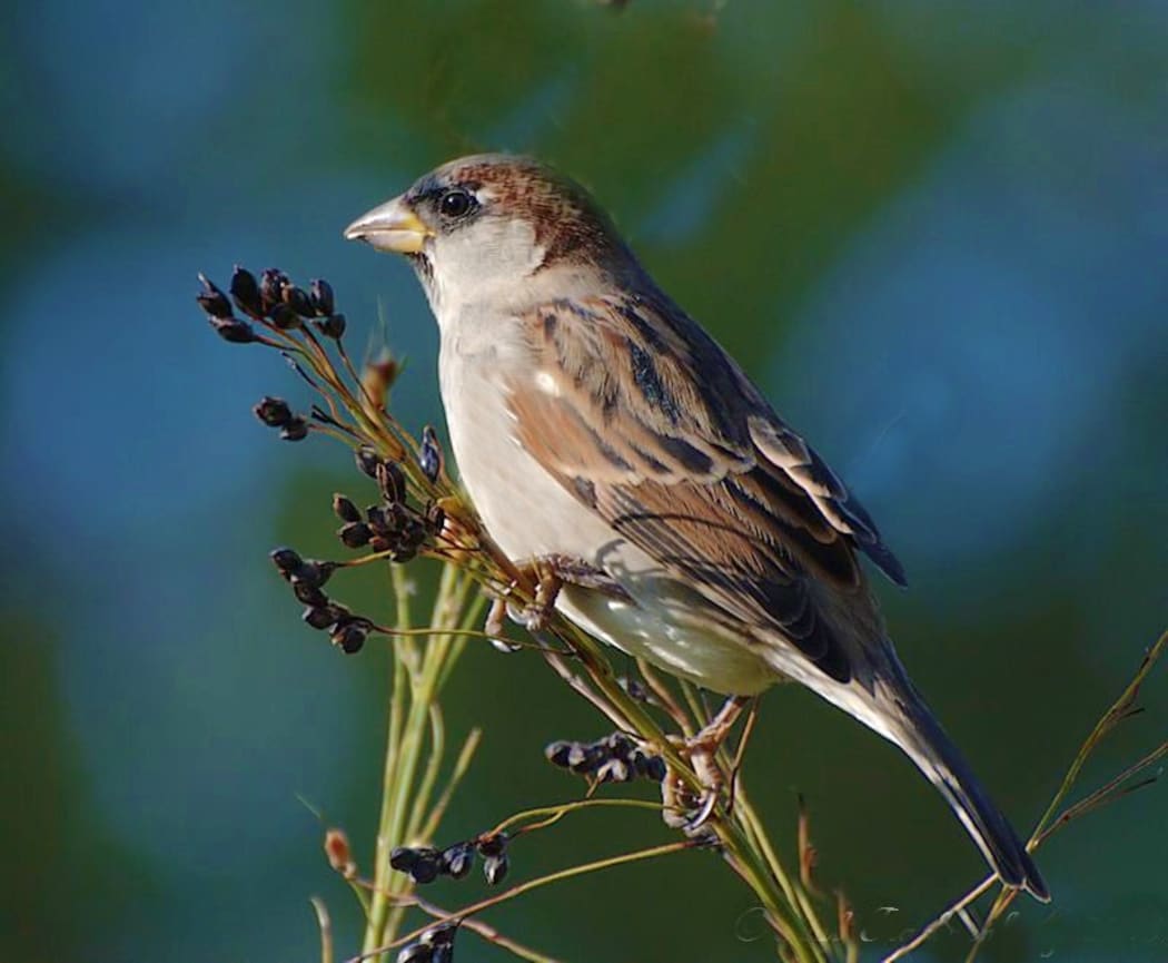 House sparrow.