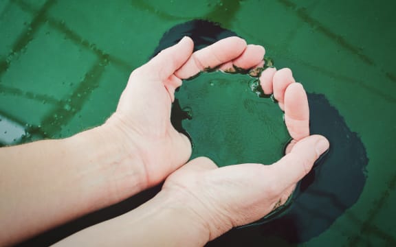 spirulina in hands
