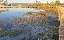 Rubbish, litter and lake weed are piling up on Lake Rotorua.