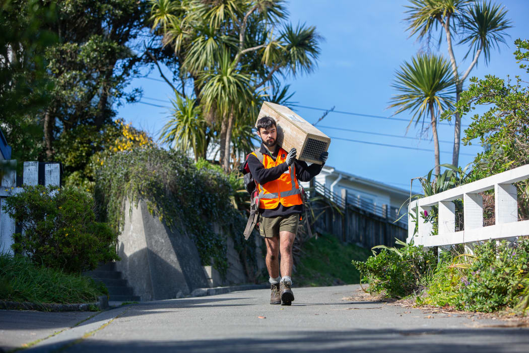 Predator-Free Wellington team member Sebastian du Feu carrying one of the 1800 trap boxes positioned in a 100-metre grid across Miramar Peninsula.