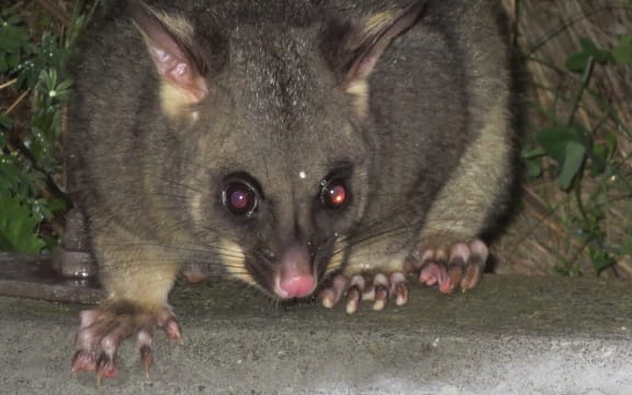Brushtail possum