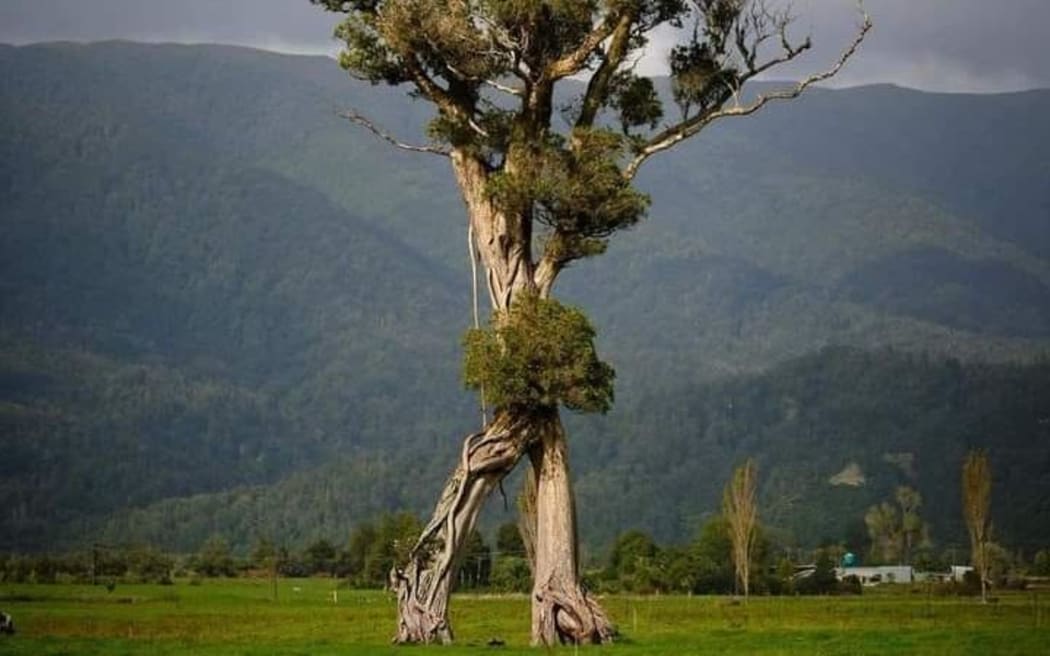 A Northern Rata tree that looks like it's walking around a paddock has won the 2024 Tree of the Year award. The tree, affectionately known as the 'Walking Tree', is located near Karamea Cemetery on the West Coast of the South Island.