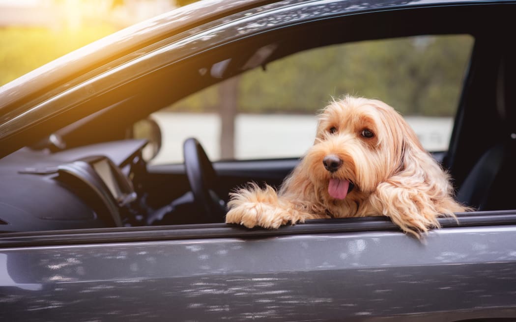 Cute dog sit in car on front seat. Portrait hairy adorable Cockapoo breeding mixed (American cocker spaniel and cute poodle) on road. Happy puppy cockerpoo doggie on travel trip, looking window