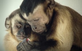 Smart Animals