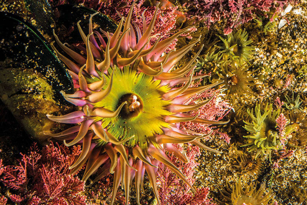 Giant sea anemone