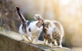 Cats. (File pic)