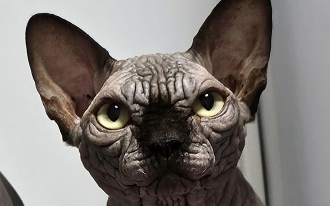 An example of a "bullycat" - a cross between Sphynx and Munchkin cats.