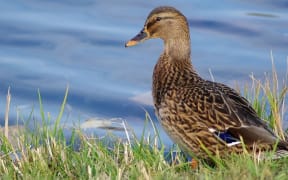 Wild mallard duck hunting