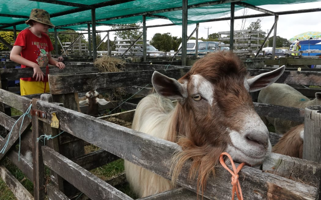 Dairy goats are increasingly popular at the Kaikohe show.