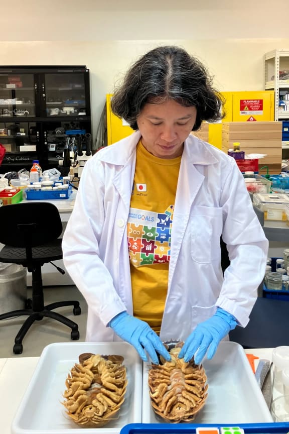 Study co-author Dr Conni Sidabalok, of the National Research and Innovation Agency in Indonesia, examines Bathynomus vaderi specimens at Lee Kong Chian Natural History Museum in Singapore.