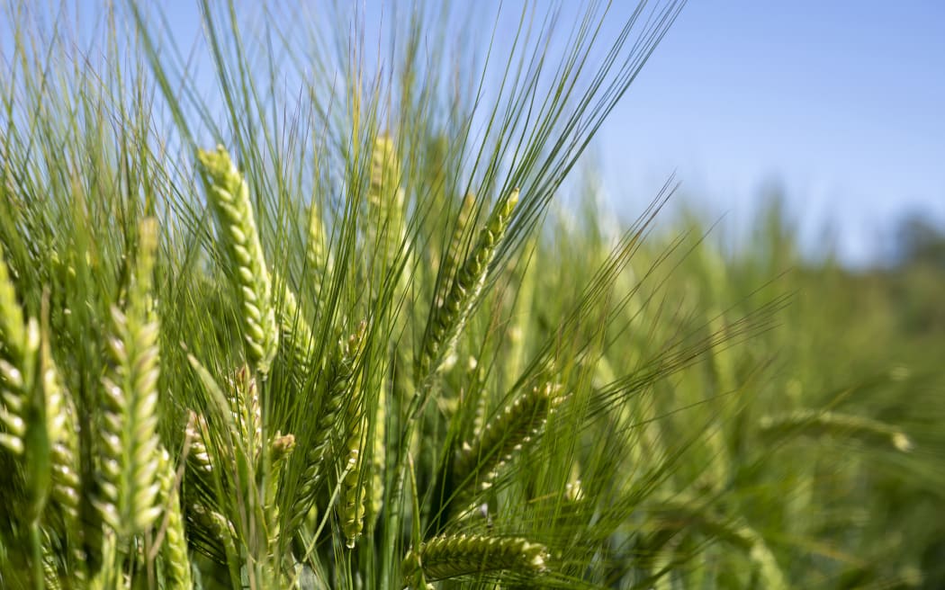 Country Life Interview - Barley Yoghurt